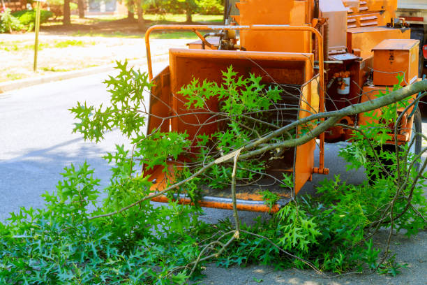 Best Seasonal Cleanup (Spring/Fall)  in Jeannette, PA