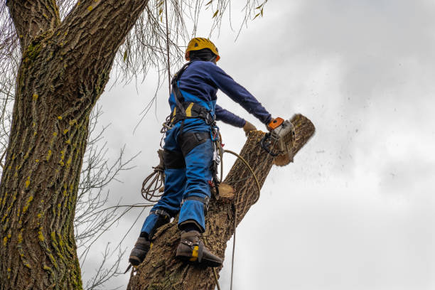 Best Hazardous Tree Removal  in Jeannette, PA